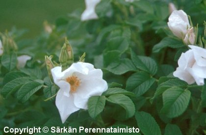 Rosa rugosa f. alba 